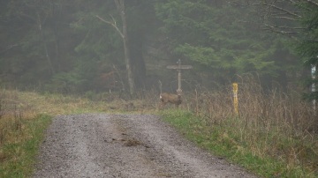 2019-Eifelsteig-Teil-2-10