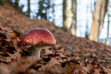 1_2022-Schwarzwald-Auggen-Hinterzarten-November-3