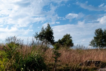 1_2022-Schwarzwald-Buhl-Kirchzarten-1