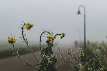 Foggy-nature-7