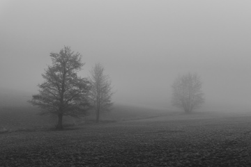 Foggy-nature-10