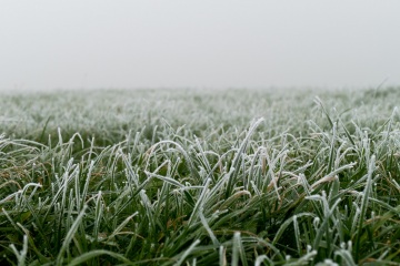 Foggy-nature-11