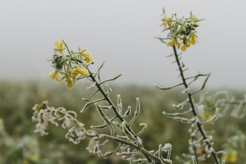 Foggy-nature-3