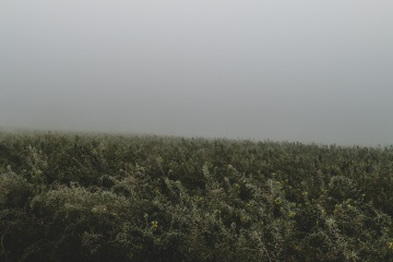 Foggy-nature-4