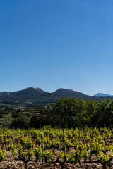 Provence-1