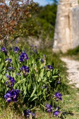 Provence-34